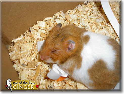 Ginger, the Pet of the Day Ginger, the Pet of the Day