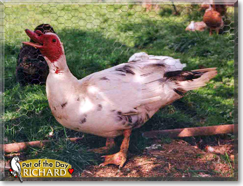 Richard, the Pet of the Day Richard, the Pet of the Day