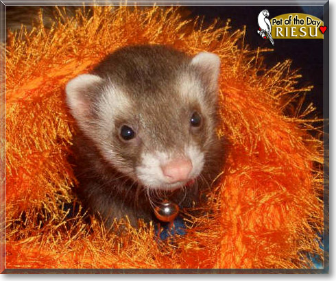 Riesu, the Pet of the Day Riesu, the Pet of the Day