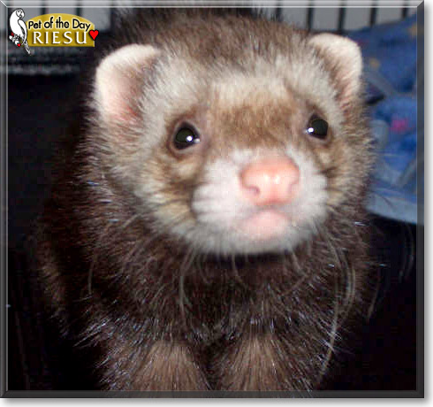 Riesu, the Pet of the Day Riesu, the Pet of the Day