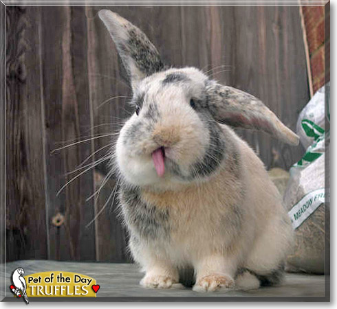 Truffles, the Pet of the Day Truffles, the Pet of the Day