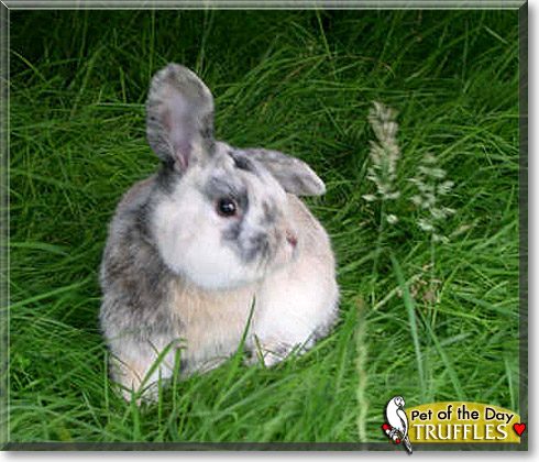 Truffles, the Pet of the Day Truffles, the Pet of the Day