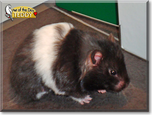 Teddy, the Pet of the Day Teddy, the Pet of the Day