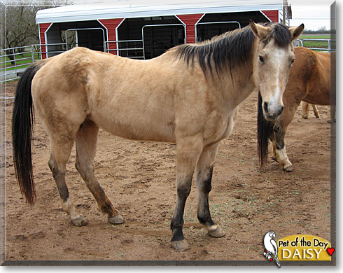 Daisy, the Pet of the Day Daisy, the Pet of the Day
