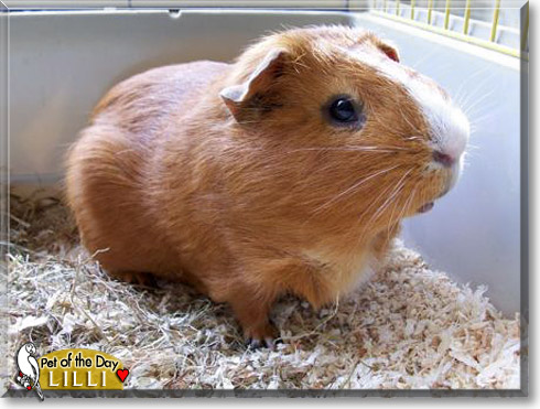 Lilli, the Pet of the Day