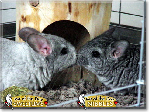 Sweetums, Nibbles, the Pet of the Day Sweetums, Nibbles, the Pet of the Day
