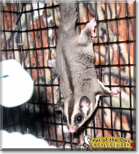 Cloverfield, the Pet of the Day