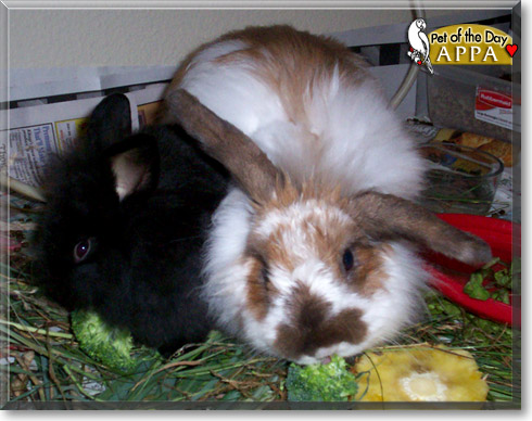 Machine Bun Kelly, the Pet of the Day