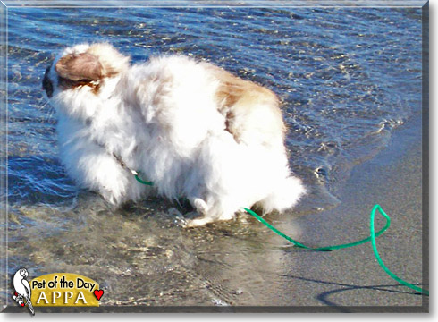 Machine Bun Kelly, the Pet of the Day