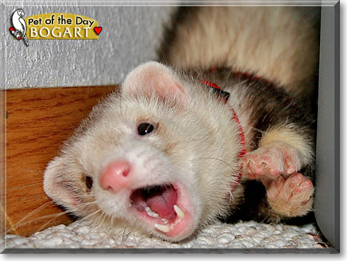 Bogart, the Pet of the Day