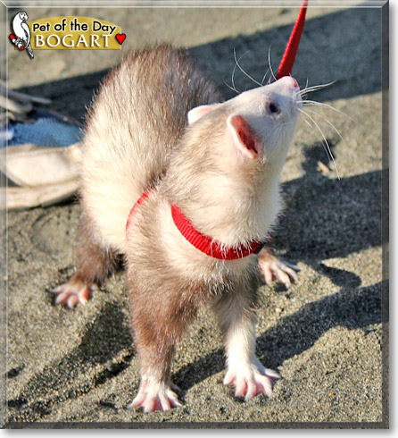 Bogart, the Pet of the Day