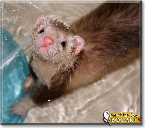 Bogart, the Pet of the Day