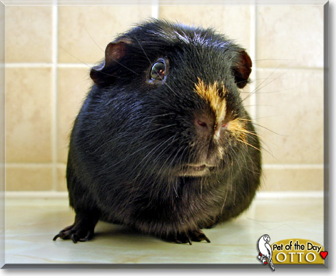 Otto, the Pet of the Day Otto, the Pet of the Day