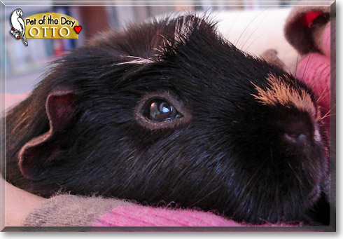 Otto, the Pet of the Day Otto, the Pet of the Day