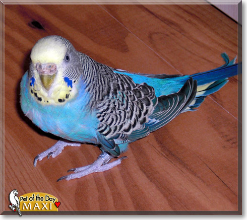 Maxi, the Pet of the Day