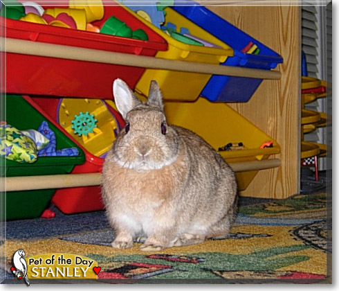 Stanley, the Pet of the Day Stanley, the Pet of the Day