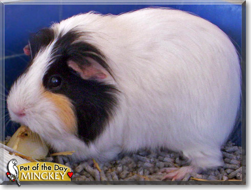 Mingkey - Guinea Pig - February 21, 2009