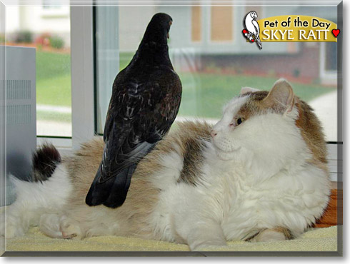 Skye Ratt, the Pet of the Day
