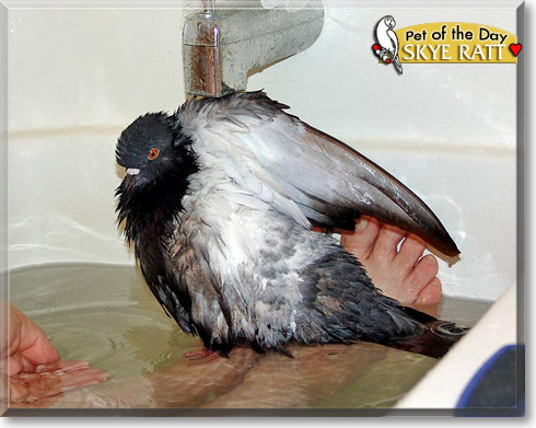 Skye Ratt, the Pet of the Day
