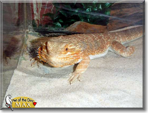 Max, the Pet of the Day
