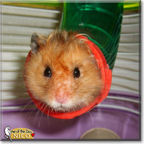 Nico, the Pet of the Day