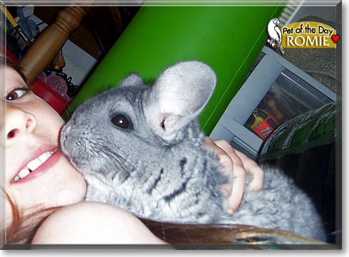 Romie, the Pet of the Day Romie, the Pet of the Day