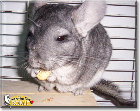 Nico, the Pet of the Day Nico, the Pet of the Day