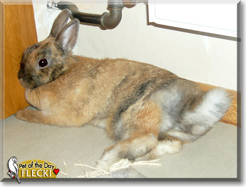 Flecki, the Pet of the Day