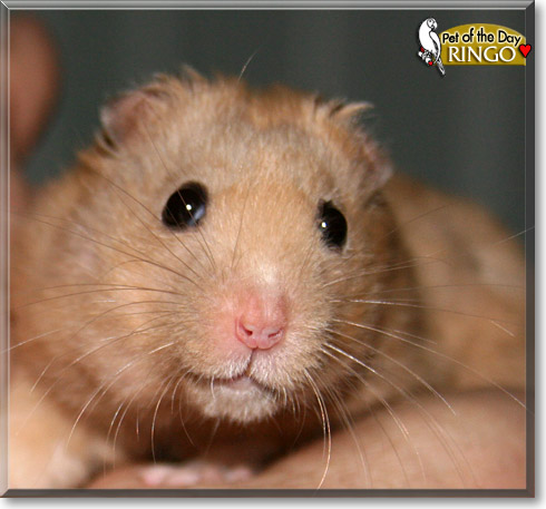 Ringo, the Pet of the Day Ringo, the Pet of the Day