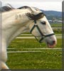 Willi the Horse