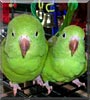 Cyrus, Meka the Canary Winged Parakeet