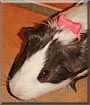 Presley the Guinea Pig