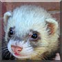 Boslie the Ferret