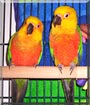 Fender, Gibson the Jenday Conures