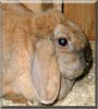 Tanja the Lop Rabbit