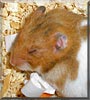 Ginger the Syrian Hamster