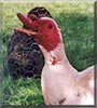 Richard the Muscovy Duck
