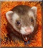 Riesu the Sable Ferret
