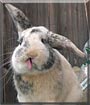 Truffles the Rabbit