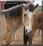 Daisy the Horse