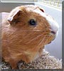 Lilli the Rossetten Guinea Pig