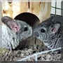 Sweetums, Nibbles the Chinchilla