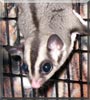 Cloverfield the Sugar Glider