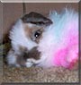 Machine Bun Kelly the Lop