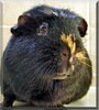 Otto the Guinea Pig