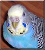 Maxi the Budgie