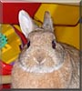 Stanley the Dwarf Netherlands rabbit