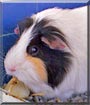 Mingkey the Guinea Pig