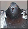 Skye Ratt the Rock Dove