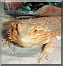Max the Bearded Dragon